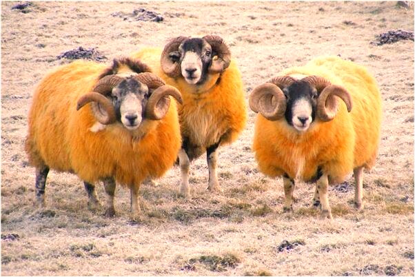 夢到了別人想穿我的衣服是好事還是壞事_周公解夢官網