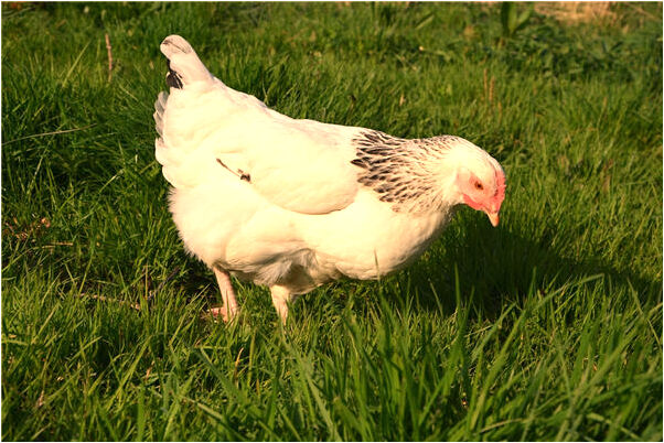 夢見夢中出靚國寶是什麼意思_周公解夢官網