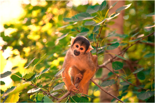 夢見媽媽走了不要我了是什麼預兆_周公解夢官網