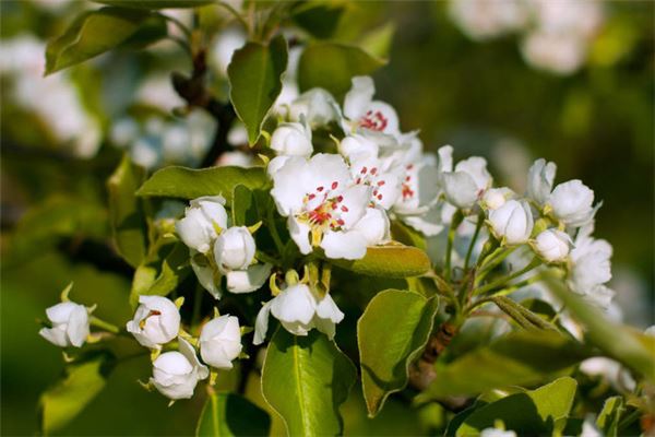 夢見梨樹_周公解夢