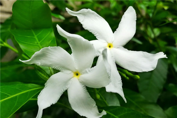 夢見摘梔子花什麼意思_周公解夢