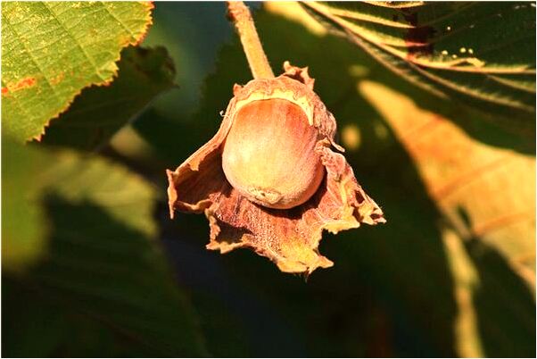 夢到了放火又看見被三兩個人撲滅代表著什麼？_周公解夢官網