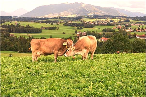 夢到了一男人捉麻雞母意味什麼_周公解夢官網
