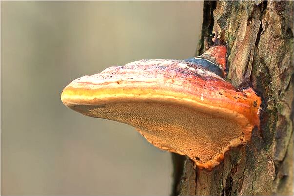 夢到了自己想做愛好不好_周公解夢官網