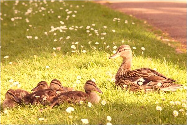 夢到哥哥長胖了會怎么樣_周公解夢官網