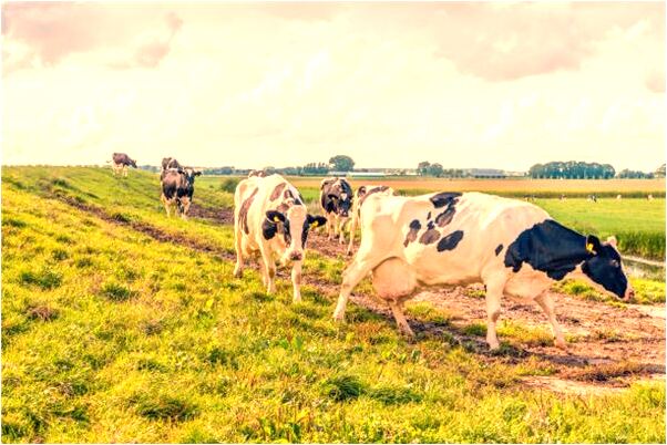 夢到了喜歡的人給自己倒水是啥意思_周公解夢官網