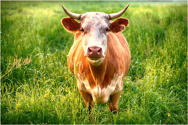 夢到了死去的父親問我要錢啥意思_周公解夢官網