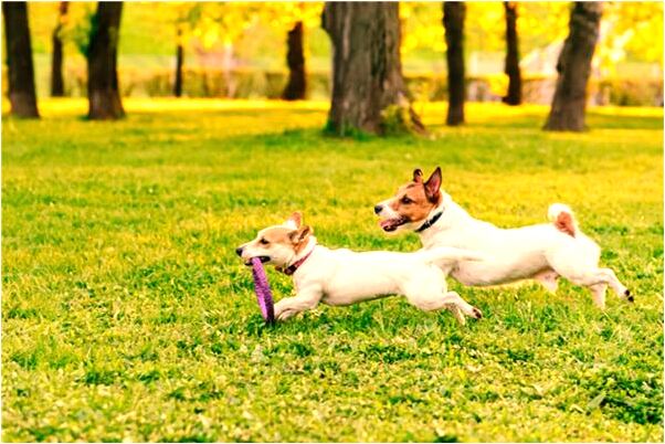 夢到因燒照片打母親有什麼徵兆_周公解夢官網