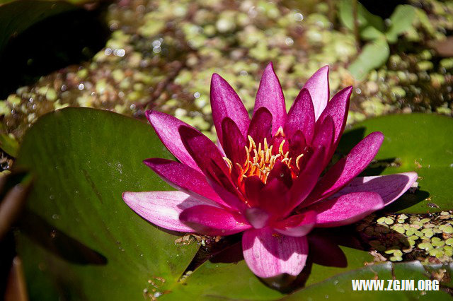 夢見下雨爛到泥巴路里_周公解夢夢到下雨爛到泥巴路里是什麼意思_做夢夢見下雨爛到泥巴路里好不好_周公解夢官網
