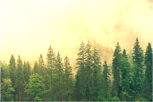 夢見釣到鋰魚有什麼含義_周公解夢官網