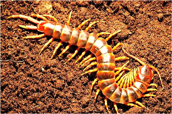 夢到別人從高處摔下來腦袋出血有什麼寓意嗎_周公解夢官網