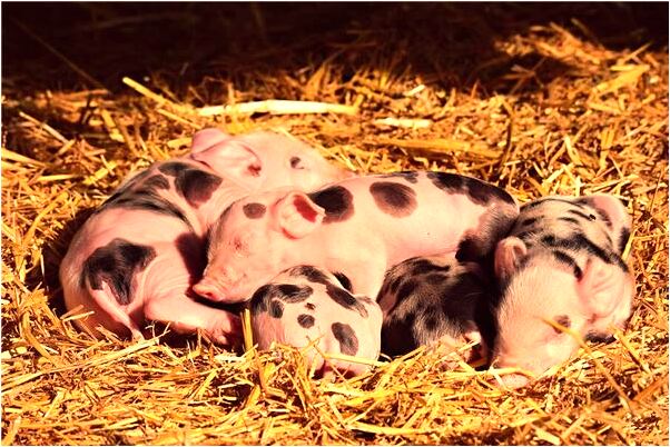 夢到別人偷東西被自己發現預示什麼_周公解夢官網