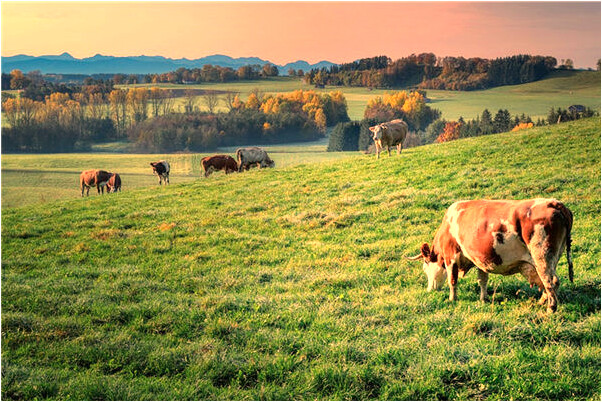夢見蛇緊緊纏在我的手上意味什麼_周公解夢官網