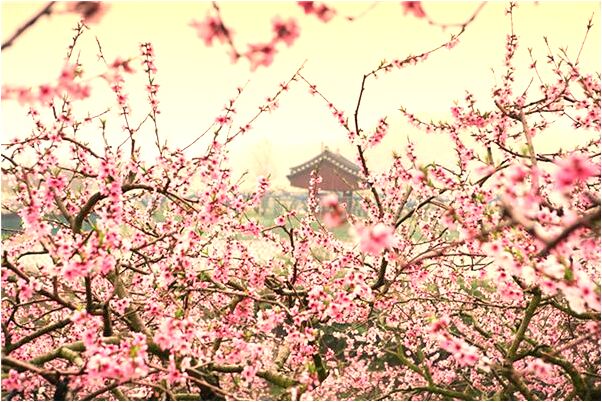 夢見和前夫有關的人預兆了什麼嗎_周公解夢官網