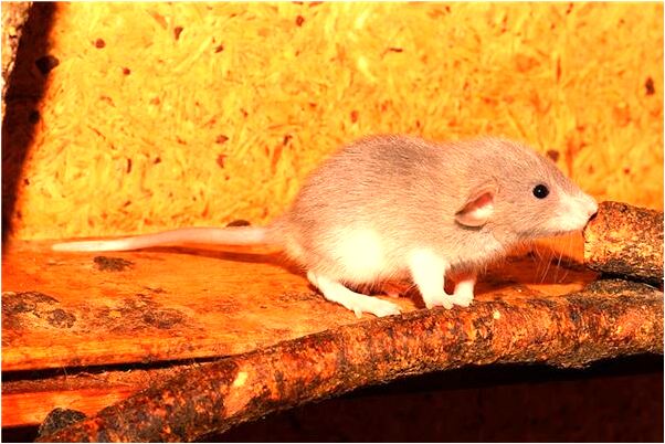 夢到了自己在偷東西預示什麼_周公解夢官網