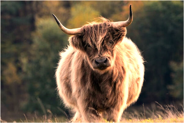 夢見河裡好多鯉魚會是什麼預兆_周公解夢官網