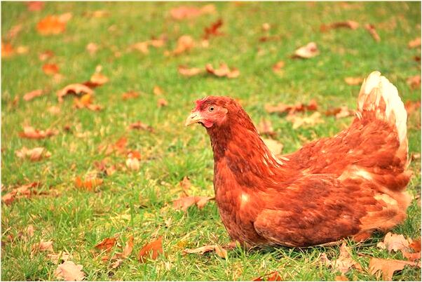 夢到用蒼蠅拍拍死蜘蛛代表著什麼？_周公解夢官網
