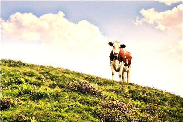 夢見坐在女人腿上預示了什麼_周公解夢官網