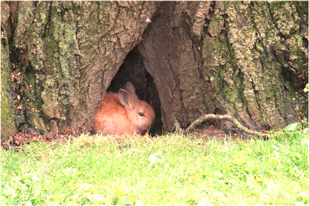 夢見男朋友見家人是什麼徵兆_周公解夢官網