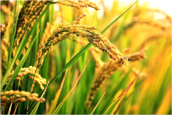 夢到了看到睪丸在地上有什麼說法_周公解夢官網