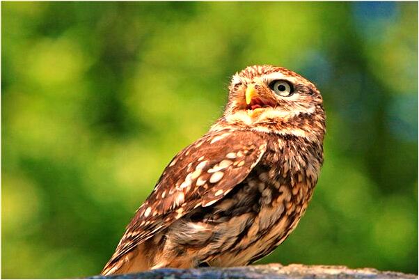 夢到媽媽拿著蛇怎么說_周公解夢官網