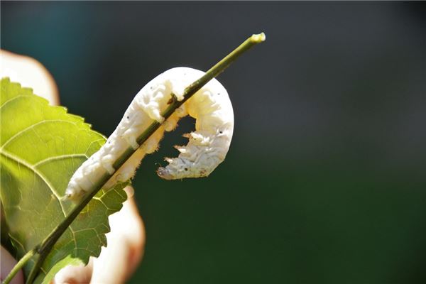 夢見孕婦蠶代表著什麼？_周公解夢