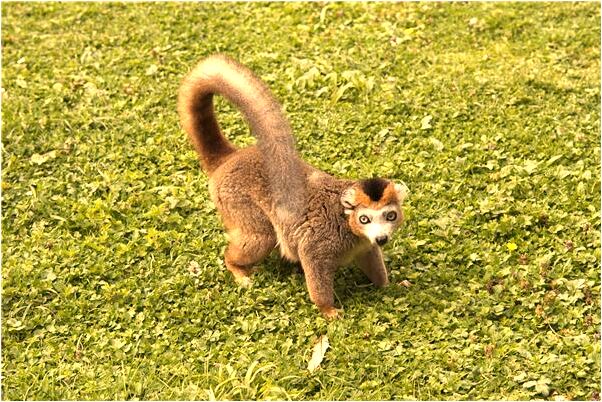 夢到了妹妹玩的男人給我買鞋預兆了什麼嗎_周公解夢官網