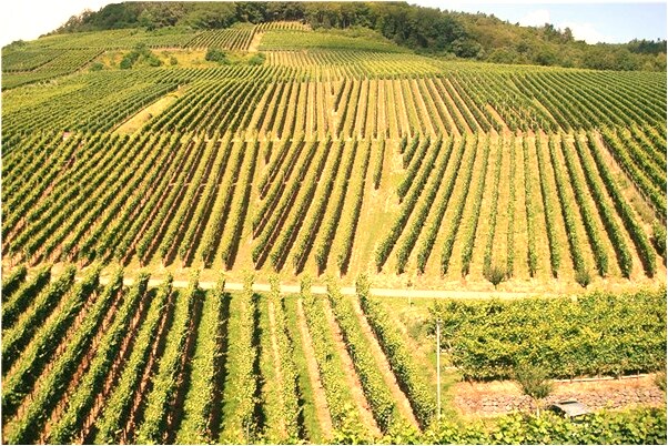 夢見自己說真話的預兆_周公解夢官網