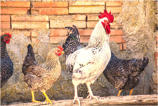 夢到自己拜觀音預兆了什麼嗎_周公解夢官網