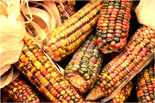 夢到別人的鴿子飛來許多有什麼預示嗎_周公解夢官網