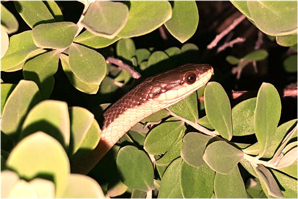 夢到自己穿了保全衣服會是什麼預兆_周公解夢官網