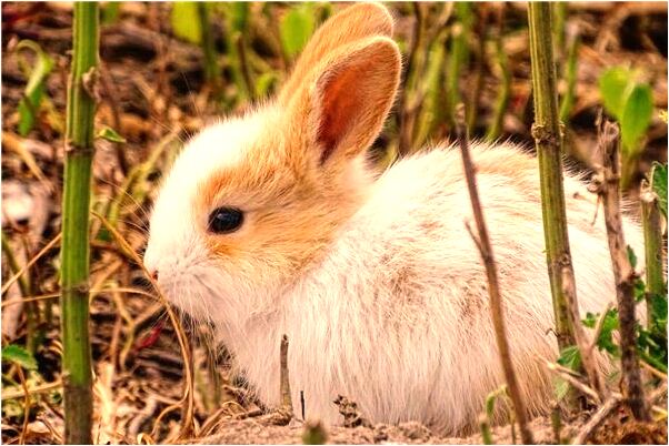 夢到了拒絕與怪獸搏鬥有什麼意思_周公解夢官網