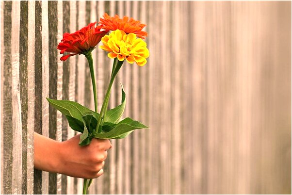 夢到兩隻花豬吃東西是咋回事_周公解夢官網