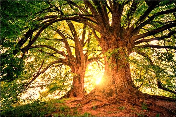 夢到了拿菜刀砍死一隻貓是什麼預兆_周公解夢官網