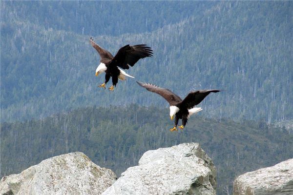 夢見抓鷹是吉兆嗎?_周公解夢