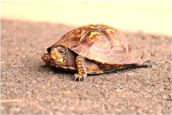 夢到了有人追殺有何寓意_周公解夢官網