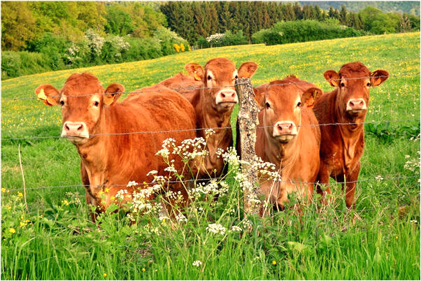 夢到看見女子掉進空窿里是不是好的徵兆呢_周公解夢官網