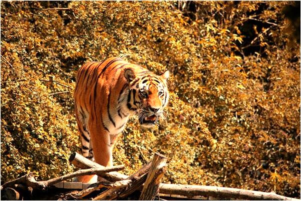 夢見老房子客人多的預兆_周公解夢官網