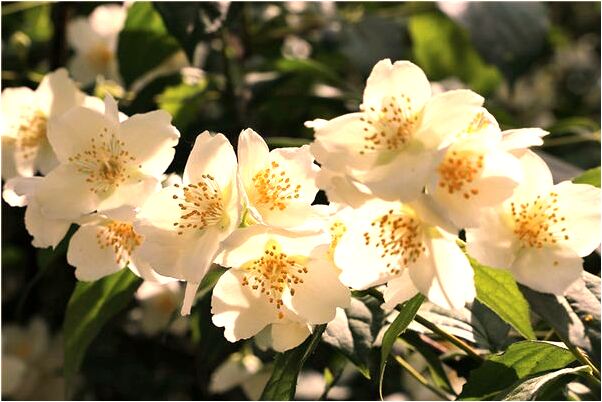 夢見捉到的魚變成烏龜會有什麼預兆_周公解夢官網