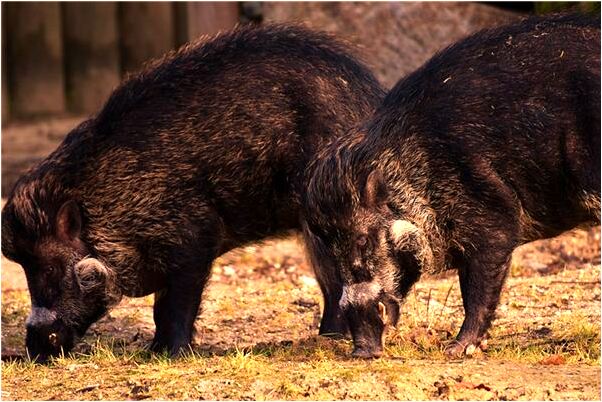 夢到了蹲監獄了最愛的人不在夢中是什麼徵兆_周公解夢官網