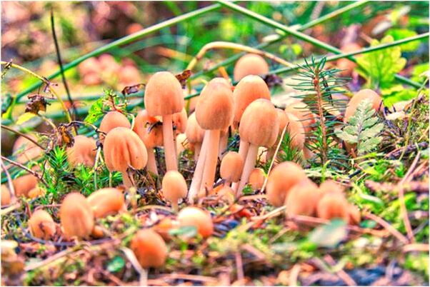 夢到幾個乞丐小孩子什麼寓意_周公解夢官網