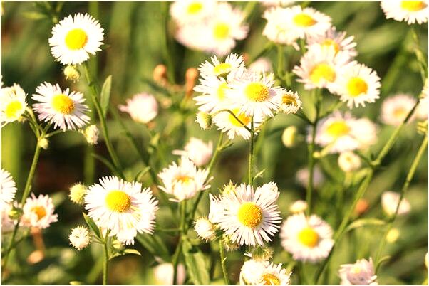 夢到了自己家修築大門是好的徵兆嗎_周公解夢官網