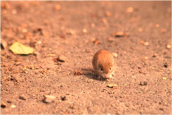 夢到了拿別人電話卡好不好_周公解夢官網