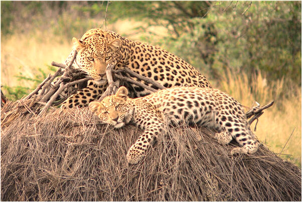 夢見同學請我在他的店裡吃飯是好是壞_周公解夢官網