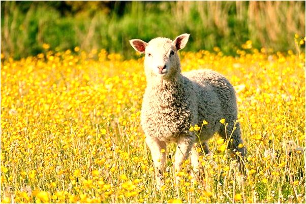 夢到了抓住好幾條大魚會怎么樣_周公解夢官網