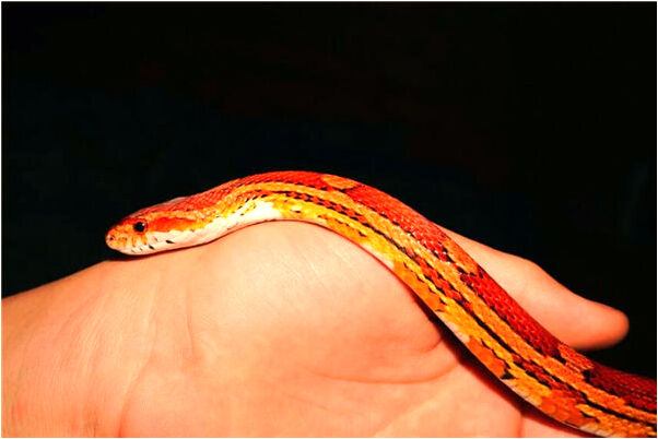 夢到我們在成熟的玉米地里有什麼說法_周公解夢官網