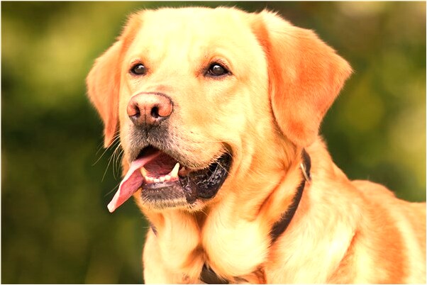 夢見吃的東西意味著什麼_周公解夢官網