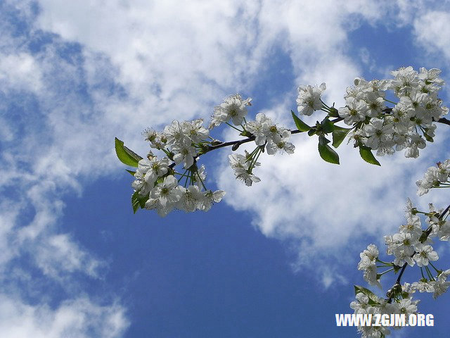 夢見紅狐狸_周公解夢夢到紅狐狸是什麼意思_做夢夢見紅狐狸好不好_周公解夢官網