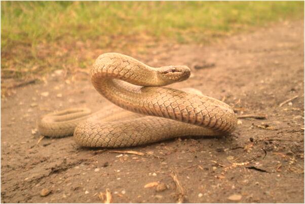夢到回家雨水莫過膝蓋會怎么樣_周公解夢官網