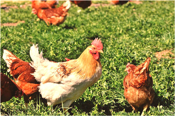 夢到了好多蟲子咬自己腳心是什麼徵兆_周公解夢官網